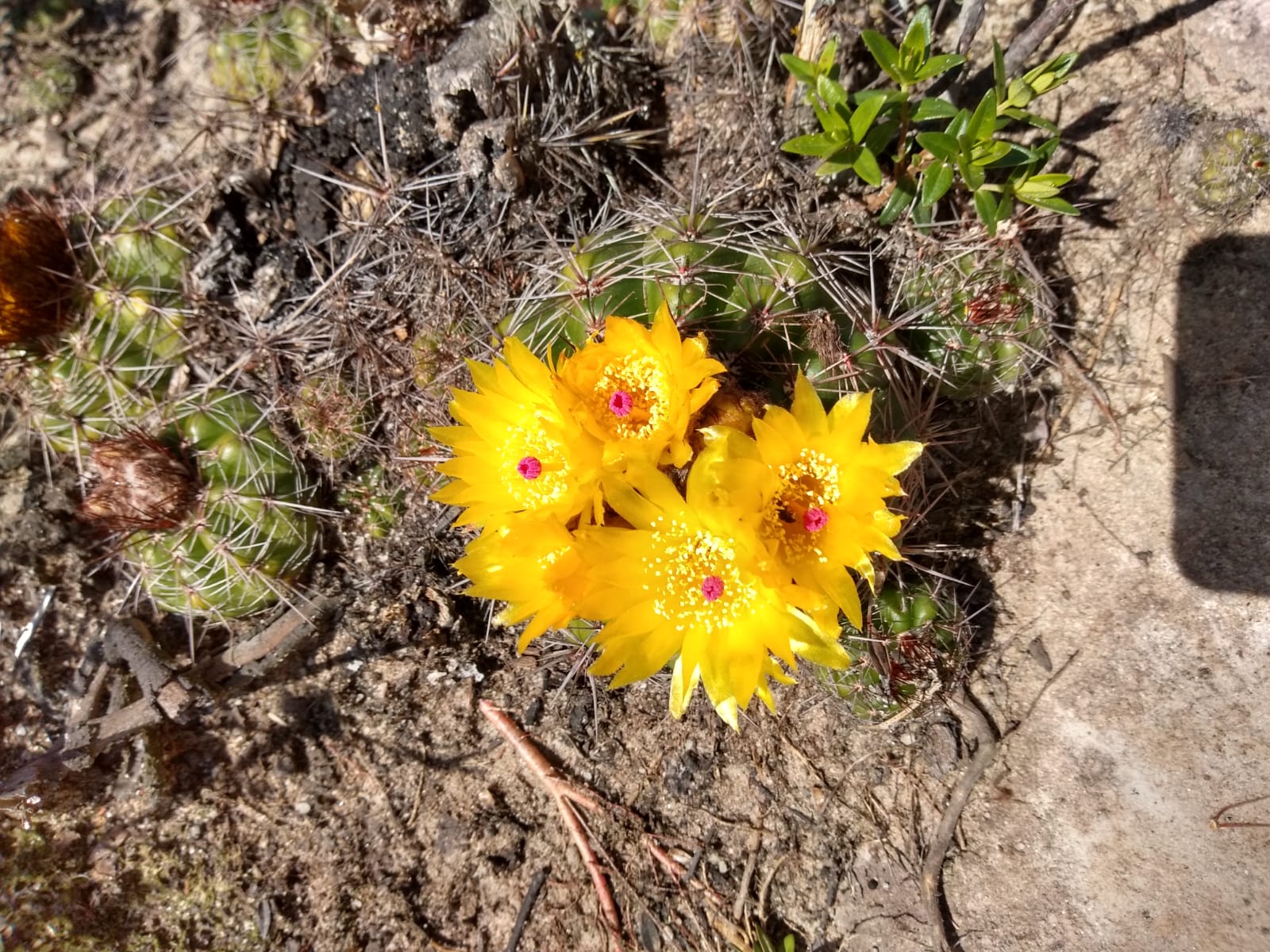 WhatsApp Image 2021-09-23 at 18.22.40 (2)DARTILENE-SILVA.jpeg