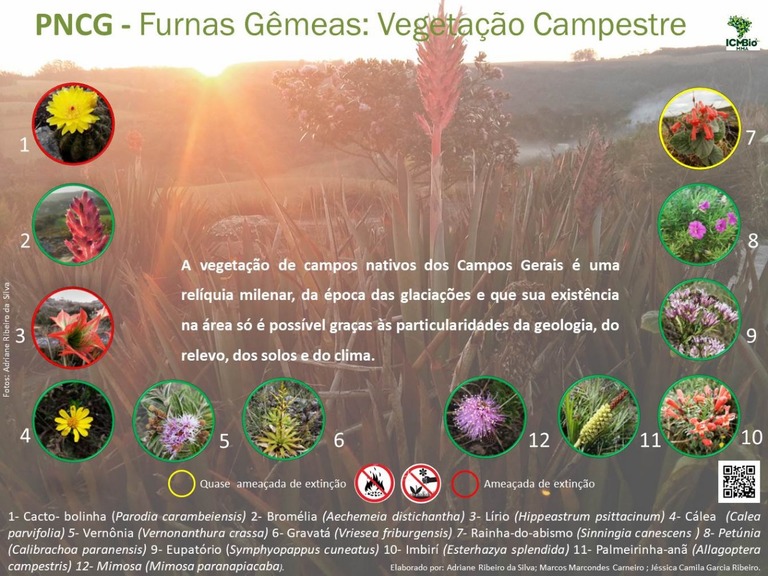 25 Vegetação campestre - furnas gêmeas_baixares.redimensionado.jpeg