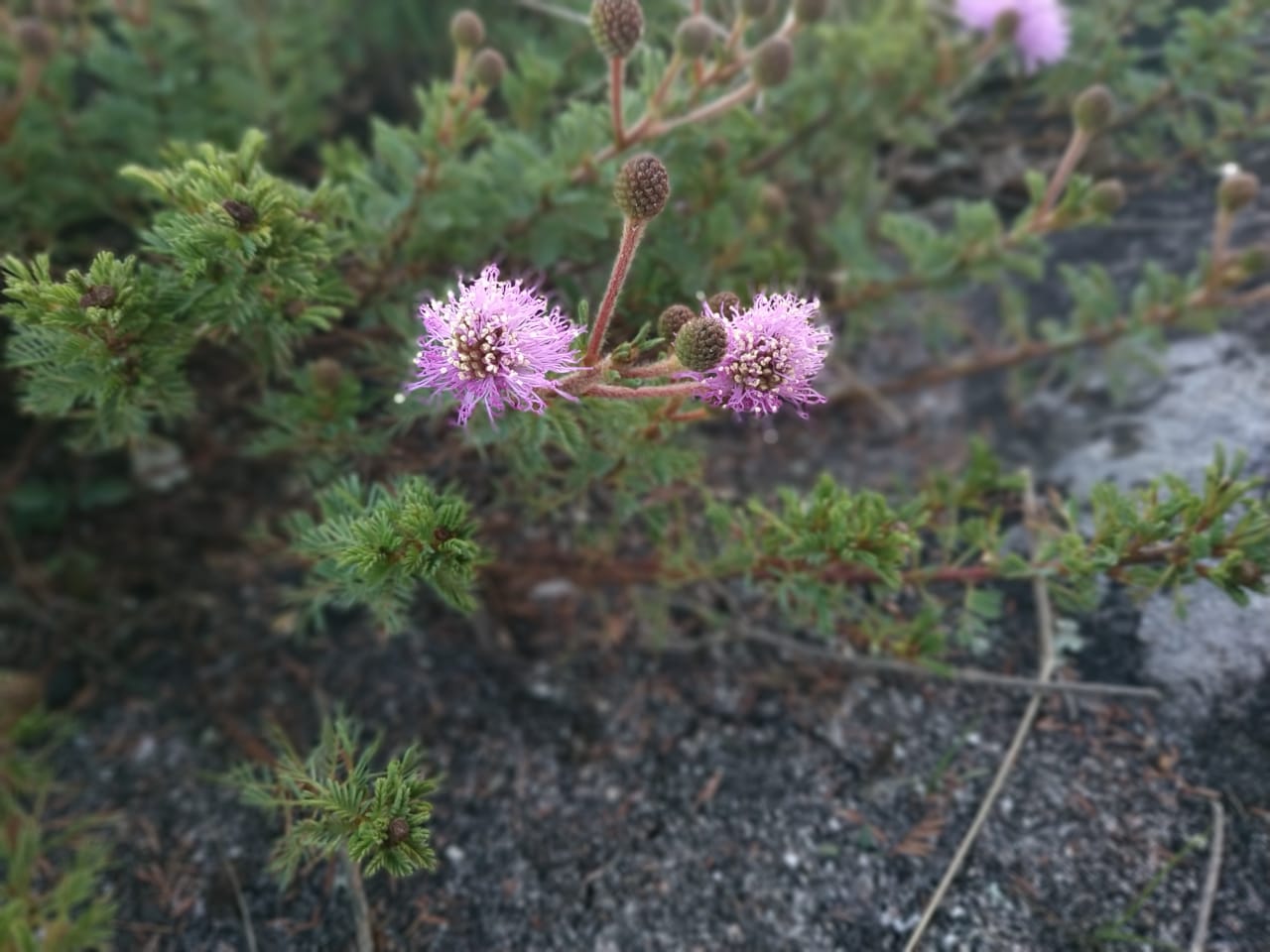 23 WhatsApp Image 2019-06-17 at 9.15.01 AM(1).jpeg