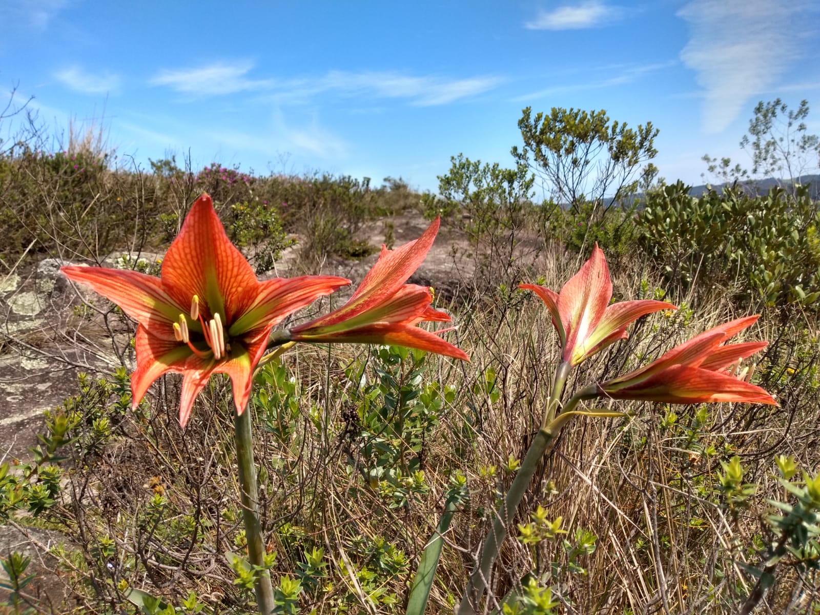 WhatsApp Image 2021-09-23 at 18.22.35 (2)DARTILENE-SILVA.jpeg