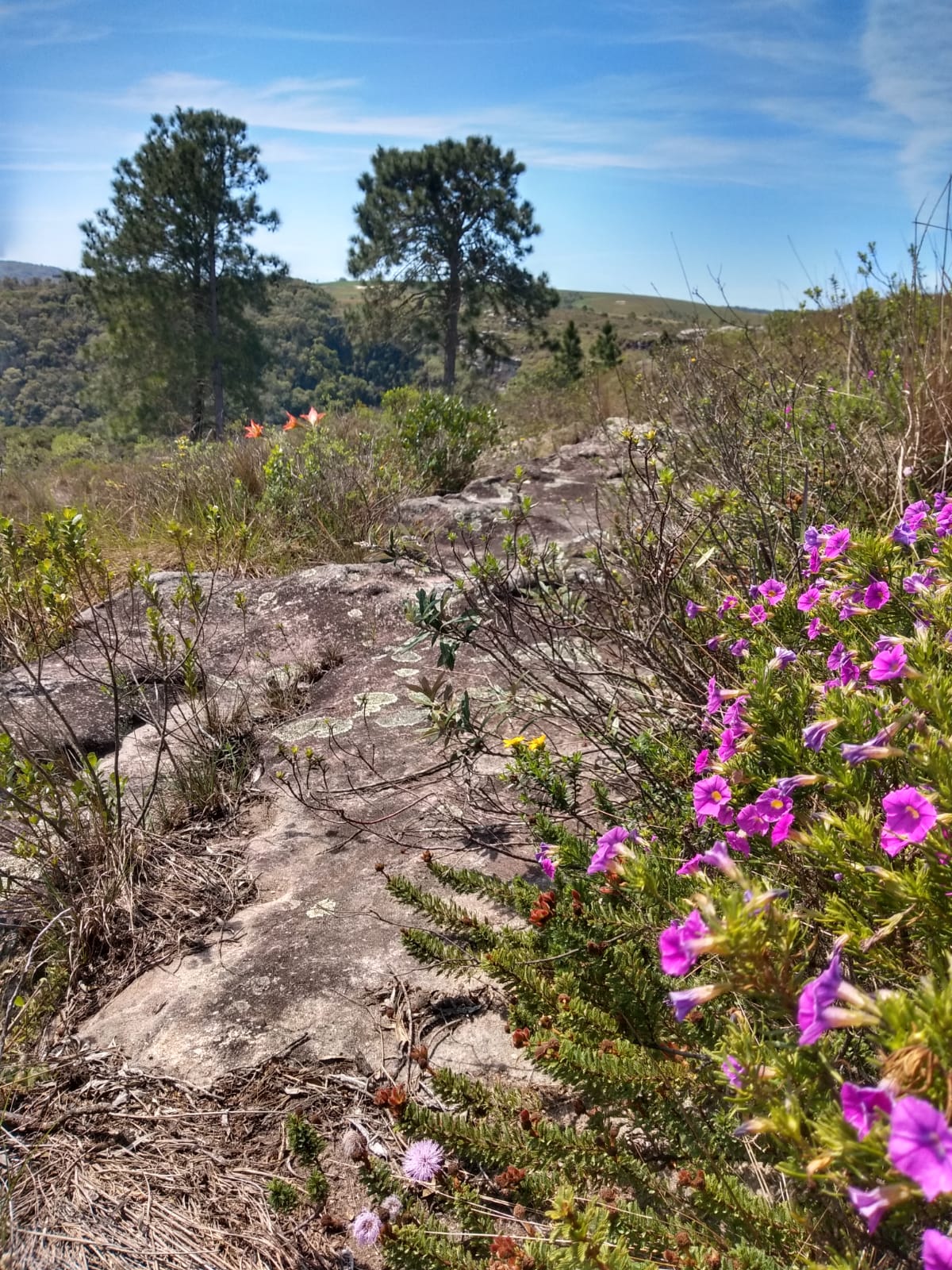 WhatsApp Image 2021-09-23 at 18.22.38 (1)DARTILENE-SILVA.jpeg