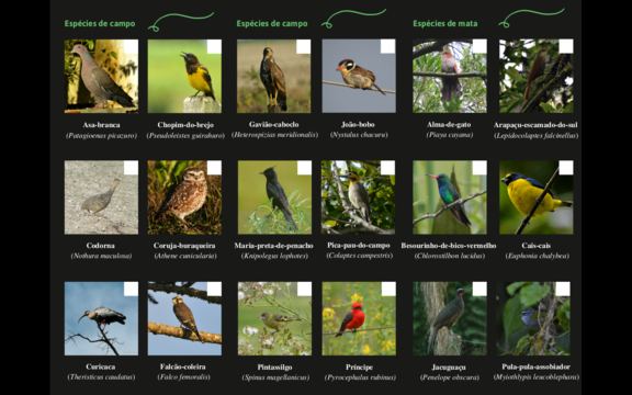 Mini Guia Aves_02.redimensionado.png