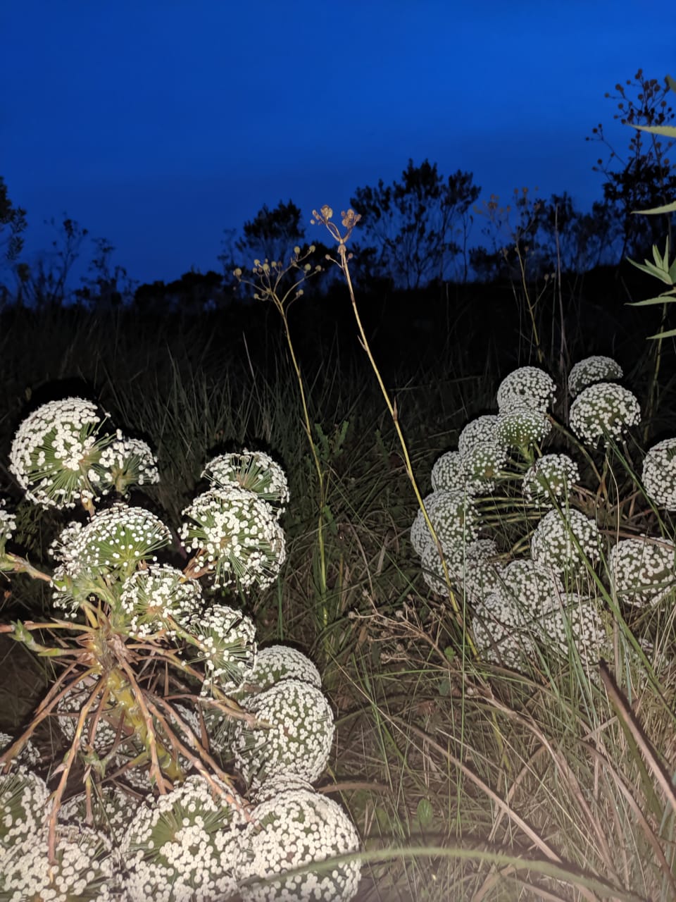 WhatsApp Image 2019-12-13 at 9.06.36 AM (1)_LORENA.jpeg